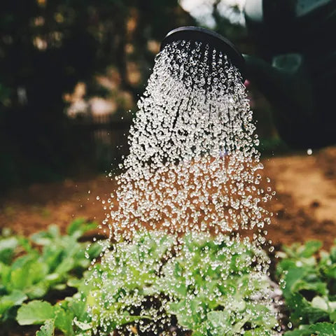 watering herbs in the garden