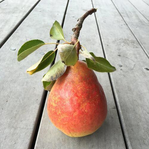 Island Pear Shrub (375ml) by Girl Meets Dirt